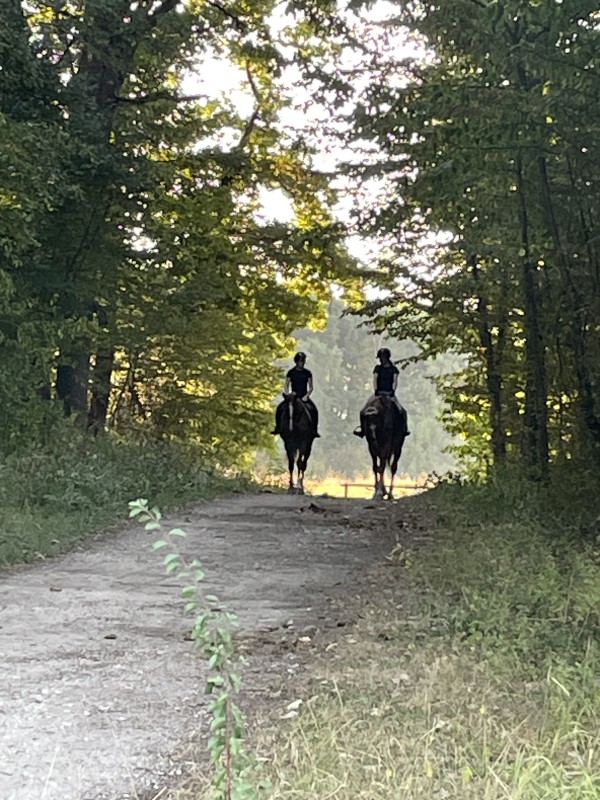 Chevaux